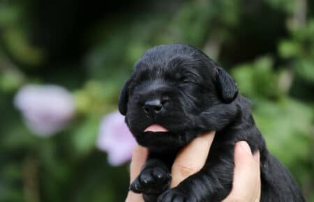 MIRROR CUCCIOLA FEMMINA LABRADOR NERO 8148