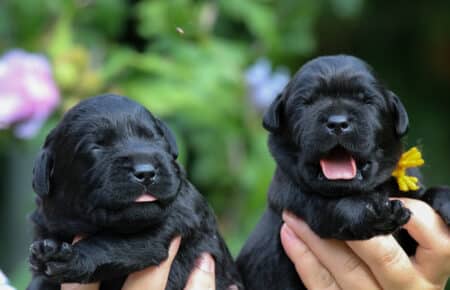 MIRROR CUCCIOLE FEMMINE LABRADOR NERI 8138