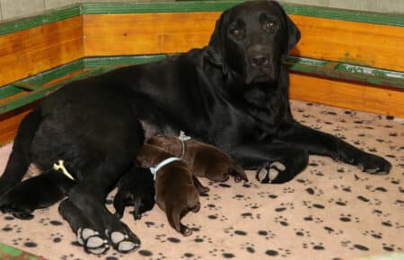 MIRROR CUCCIOLI DI LABRADIR NERI E CHOCOLATE SAN NICOLO 8065