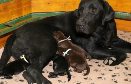 MIRROR CUCCIOLI DI LABRADIR NERI E CHOCOLATE SAN NICOLO 8068