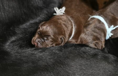 MIRROR CUCCIOLI DI LABRADIR NERI E CHOCOLATE SAN NICOLO 8069