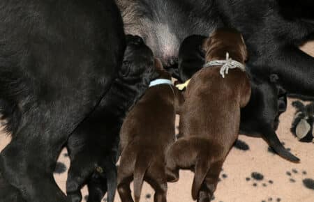 MIRROR CUCCIOLI DI LABRADIR NERI E CHOCOLATE SAN NICOLO 8070