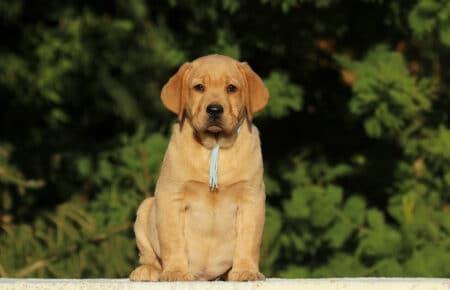 RED CHRISTMAS CUCCIOLO MASCHIO LABRADOR FOXRED SAN NICOLO 9406