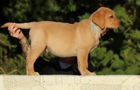 RED CHRISTMAS CUCCIOLO MASCHIO LABRADOR FOXRED SAN NICOLO 9423