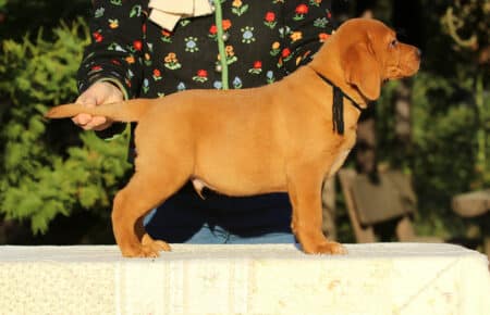 RED CHRISTMAS CUCCIOLO MASCHIO LABRADOR FOXRED SAN NICOLO 9469