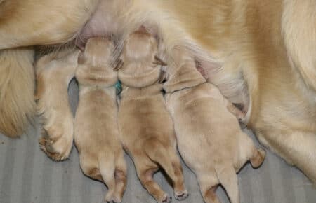 CHERIE CUCCIOLI DI GOLDEN RETRIEVER INGLESI SAN NICOLO 8909