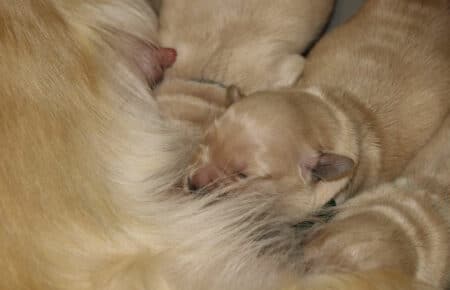 CHERIE CUCCIOLI DI GOLDEN RETRIEVER INGLESI SAN NICOLO 8910
