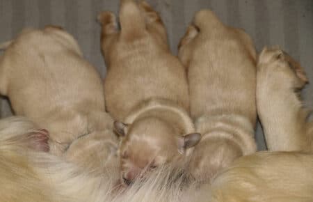 CHERIE CUCCIOLI DI GOLDEN RETRIEVER INGLESI SAN NICOLO 8911