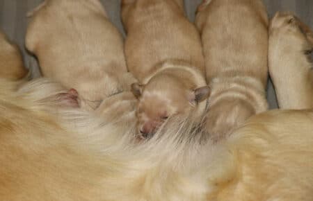 CHERIE CUCCIOLI DI GOLDEN RETRIEVER INGLESI SAN NICOLO 8912