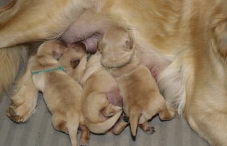 CHERIE CUCCIOLI DI GOLDEN RETRIEVER INGLESI SAN NICOLO 8916