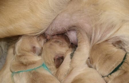 CHERIE CUCCIOLI DI GOLDEN RETRIEVER INGLESI SAN NICOLO 8917
