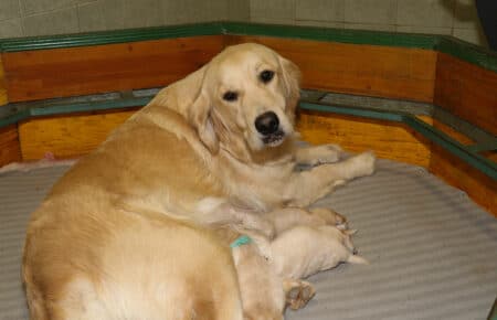 CHERIE CUCCIOLI DI GOLDEN RETRIEVER INGLESI SAN NICOLO 8919
