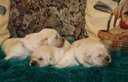 CHERIE CUCCIOLO DI GOLDEN RETRIEVER SAN NICOLO 9033