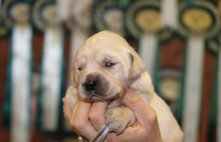 CHERIE CUCCIOLO DI GOLDEN RETRIEVER SAN NICOLO 9042