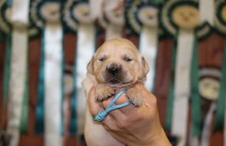 CHERIE CUCCIOLO DI GOLDEN RETRIEVER SAN NICOLO 9048