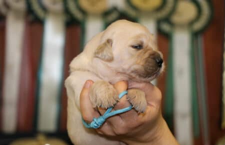 CHERIE CUCCIOLO DI GOLDEN RETRIEVER SAN NICOLO 9052