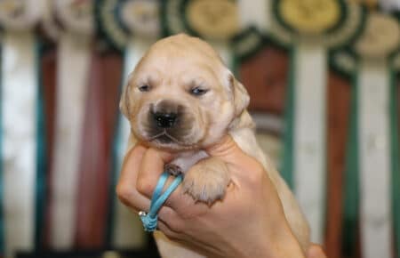 CHERIE CUCCIOLO DI GOLDEN RETRIEVER SAN NICOLO 9054