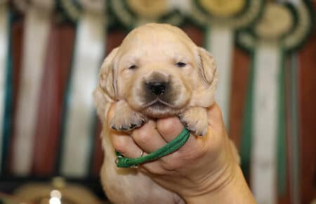 CHERIE CUCCIOLO DI GOLDEN RETRIEVER SAN NICOLO 9055