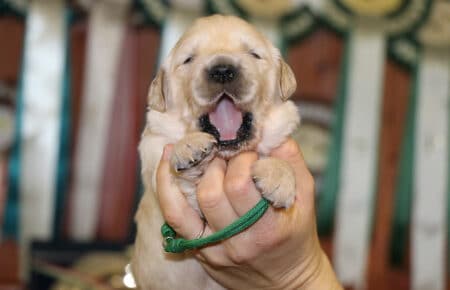 CHERIE CUCCIOLO DI GOLDEN RETRIEVER SAN NICOLO 9057