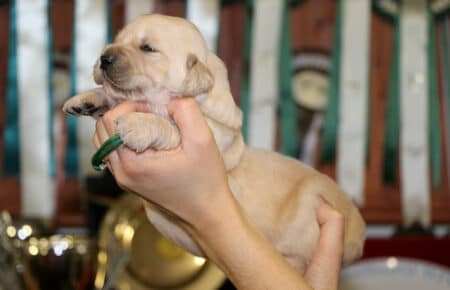 CHERIE CUCCIOLO DI GOLDEN RETRIEVER SAN NICOLO 9061
