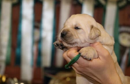 CHERIE CUCCIOLO DI GOLDEN RETRIEVER SAN NICOLO 9062