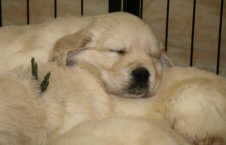 CHERIE CUCCIOLO DI GOLDEN RETRIEVER SAN NICOLO 9700