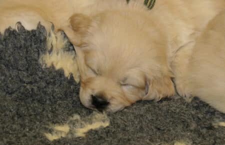 CHERIE CUCCIOLO DI GOLDEN RETRIEVER SAN NICOLO 9702