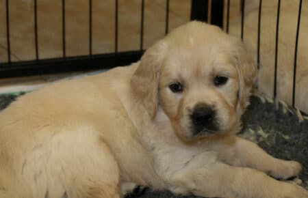 CHERIE CUCCIOLO DI GOLDEN RETRIEVER SAN NICOLO 9704