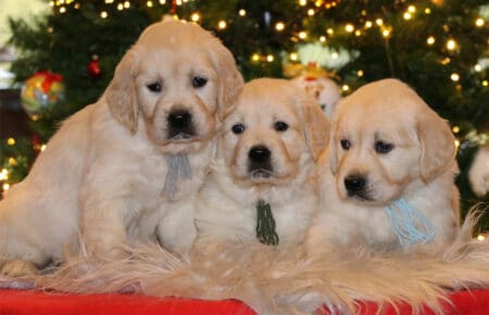 CHERIE CUCCIOLO DI GOLDEN RETRIEVER SAN NICOLO 9781