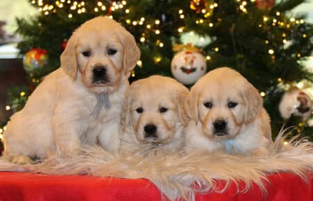 CHERIE CUCCIOLO DI GOLDEN RETRIEVER SAN NICOLO 9783