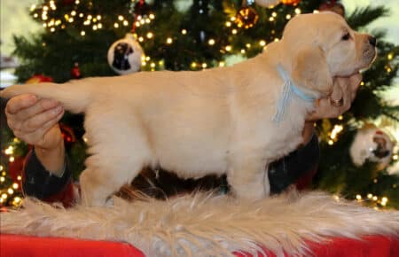 CHERIE CUCCIOLO DI GOLDEN RETRIEVER SAN NICOLO 9785