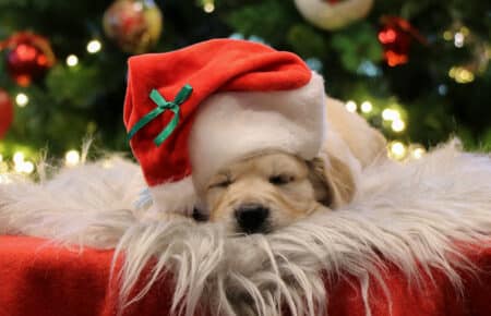 CHERIE CUCCIOLO DI GOLDEN RETRIEVER SAN NICOLO 9793