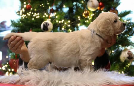 CHERIE CUCCIOLO DI GOLDEN RETRIEVER SAN NICOLO 9794