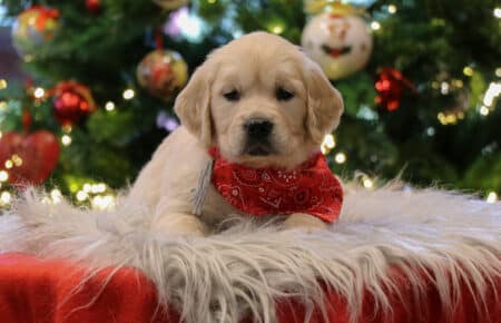 CHERIE CUCCIOLO DI GOLDEN RETRIEVER SAN NICOLO 9799