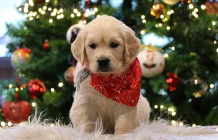 CHERIE CUCCIOLO DI GOLDEN RETRIEVER SAN NICOLO 9801
