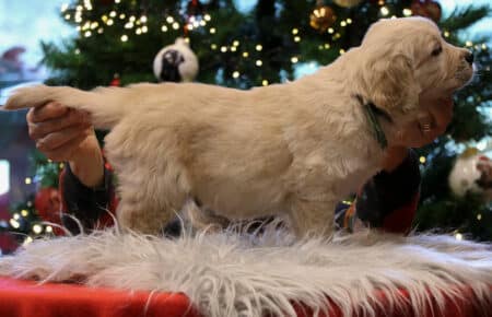 CHERIE CUCCIOLO DI GOLDEN RETRIEVER SAN NICOLO 9804