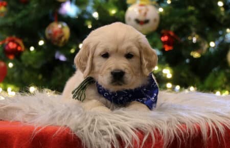 CHERIE CUCCIOLO DI GOLDEN RETRIEVER SAN NICOLO 9810