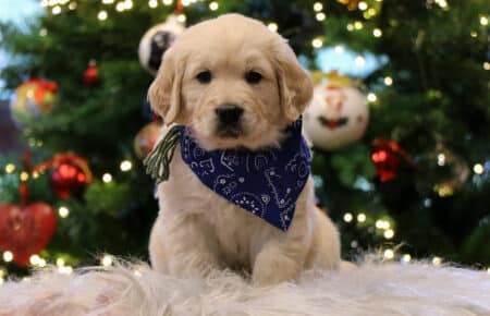 CHERIE CUCCIOLO DI GOLDEN RETRIEVER SAN NICOLO 9813