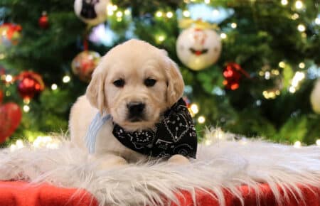 CHERIE CUCCIOLO DI GOLDEN RETRIEVER SAN NICOLO 9817