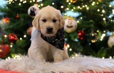 CHERIE CUCCIOLO DI GOLDEN RETRIEVER SAN NICOLO 9820