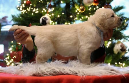 CHERIE CUCCIOLO DI GOLDEN RETRIEVER SAN NICOLO 9825
