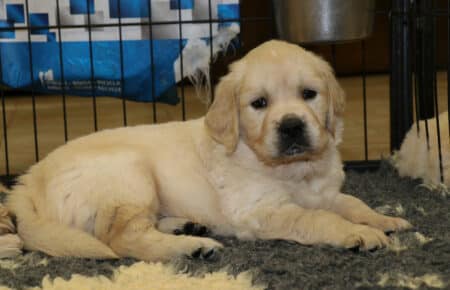 CHERIE CUCCIOLO GOLDEN RETRIEVER SAN NICOLO 9705