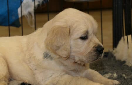CHERIE CUCCIOLO GOLDEN RETRIEVER 9706