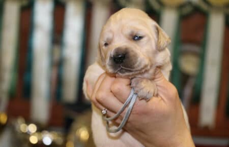 ICHERIE CUCCIOLO DI GOLDEN RETRIEVER SAN NICOLO 9046