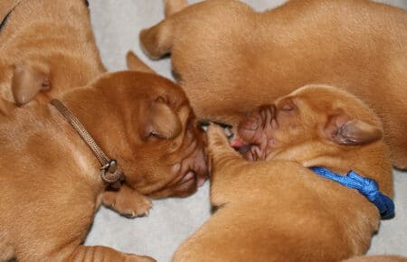 VIOLET CUCCIOLI DI LABRADOR FOXRED SAN NICOLO 8403