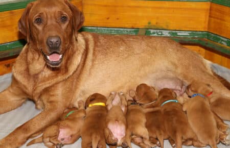 VIOLET CUCCIOLI DI LABRADOR FOXRED SAN NICOLO 8435