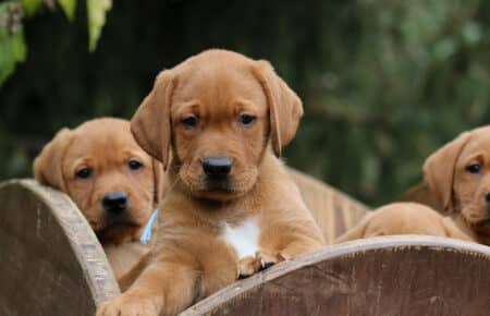 VIOLET CUCCIOLI DI LABRADOR FOXRED SAN NICOLO 9064