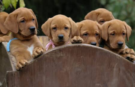 VIOLET CUCCIOLI DI LABRADOR FOXRED SAN NICOLO 9068