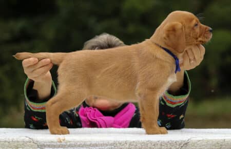 VIOLET CUCCIOLI DI LABRADOR FOXRED SAN NICOLO 9102