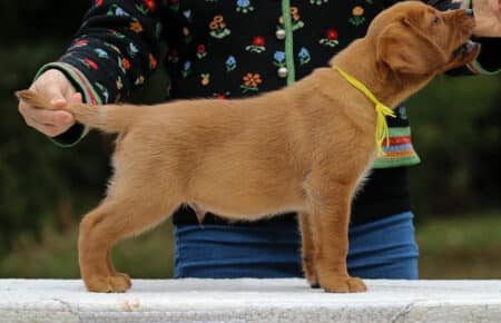 VIOLET CUCCIOLI DI LABRADOR FOXRED SAN NICOLO 9118